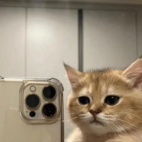 Looking At Smartphone Meme