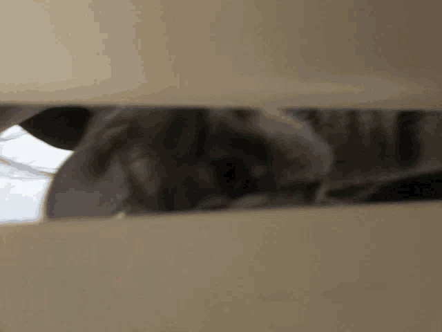 Coco Gata Meme