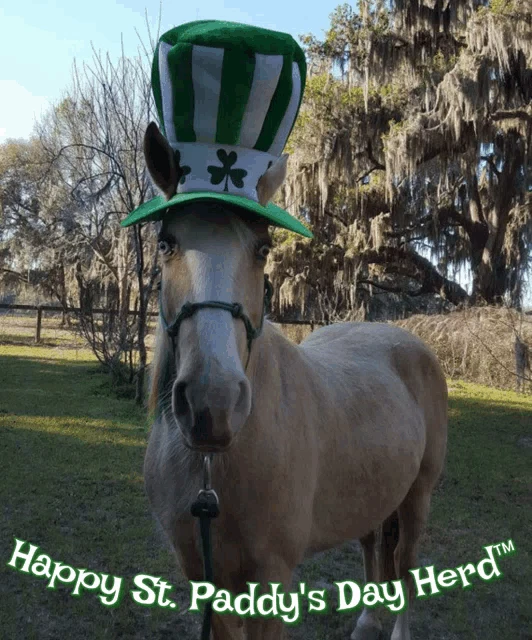 St Patricks Day Herd St Patricks Day Meme