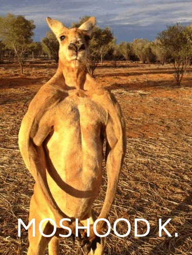 Moshood Moshood K Meme