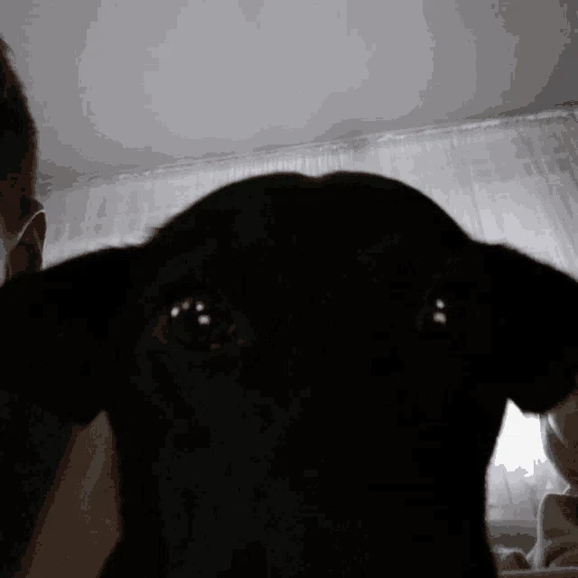 Lila Meme