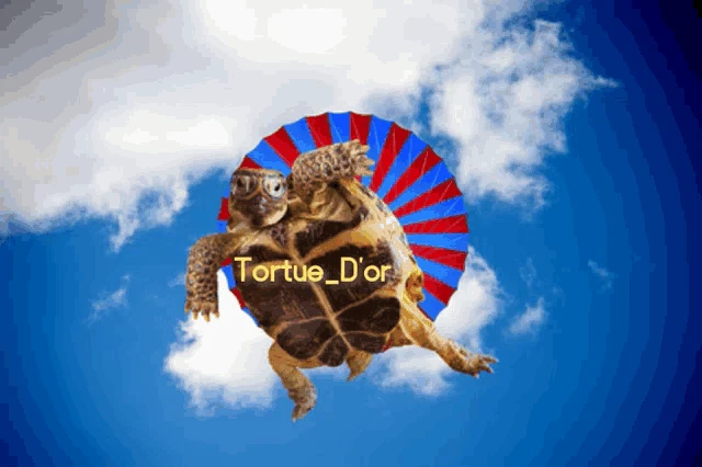 Tortue Dor Meme