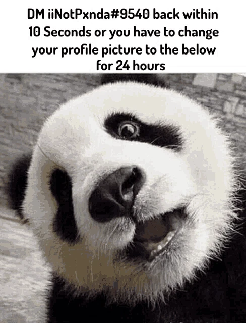 Panda Meme