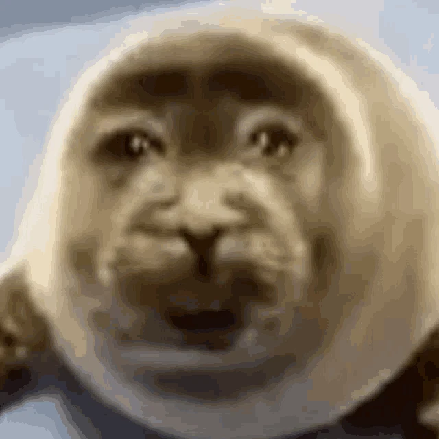 Seal Thing Cement Meme