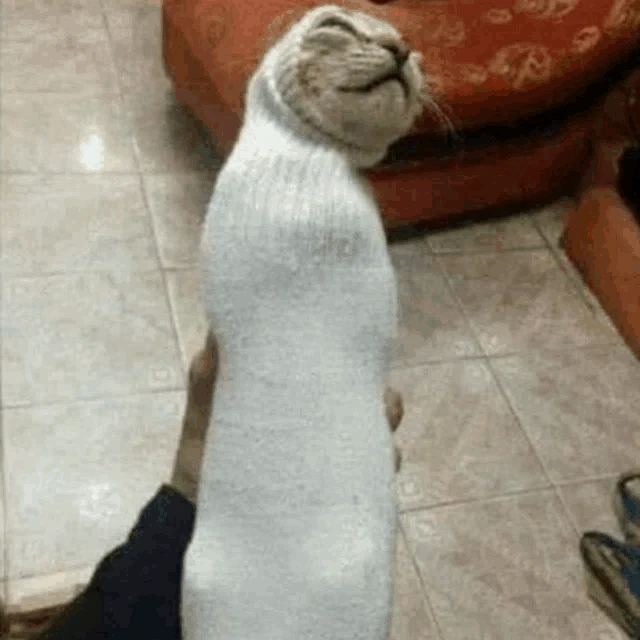 Cato Meme