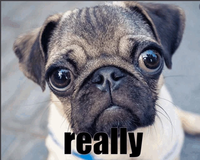 Pug Meme