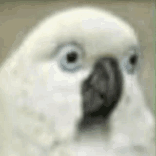 Abc Meme