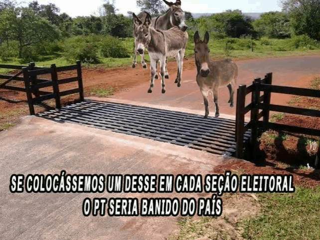 Jumentos Burros Meme