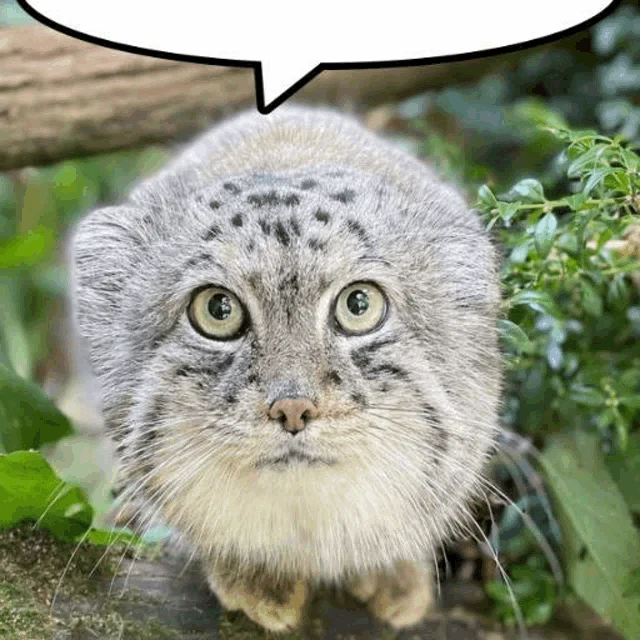 Manul Pallas Cat Meme