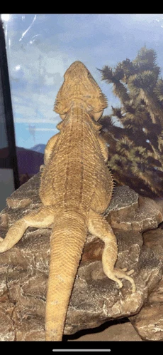 Lizard Meme