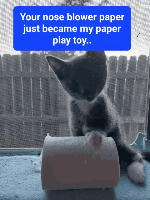 Kittensnewtoy Kitten Regina Meme
