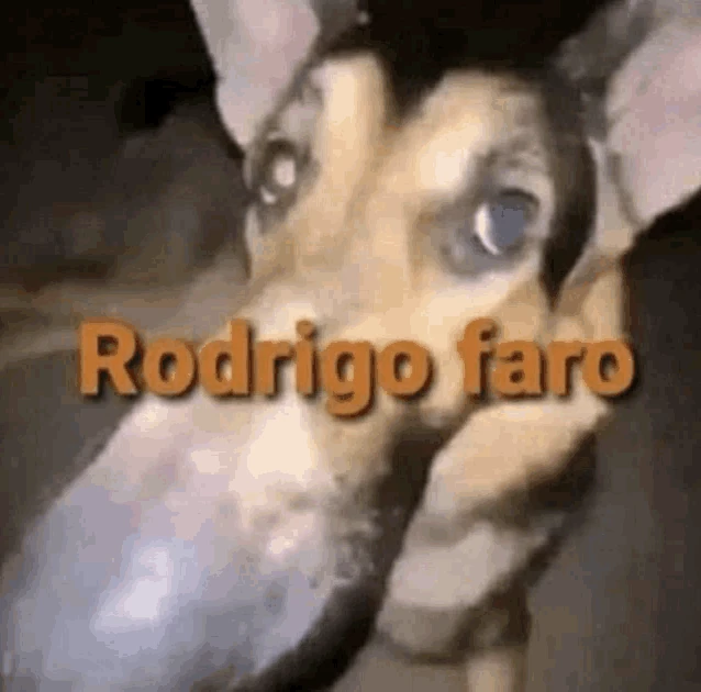Rodrigo Faro Meme