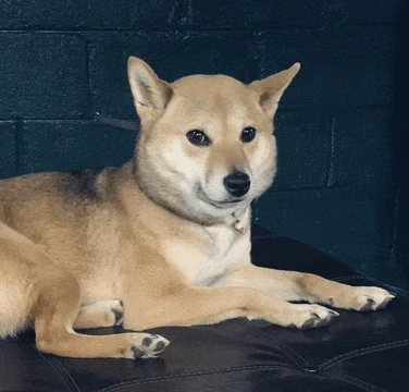 Shiba Inu Meme