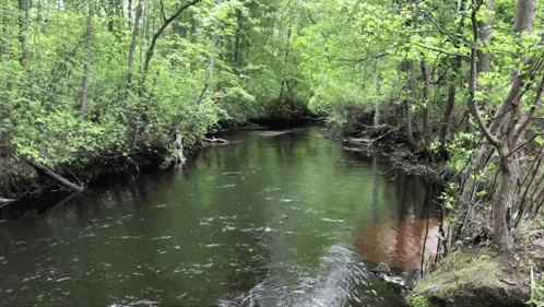 River Meme