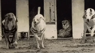 Carrera Tigre Meme