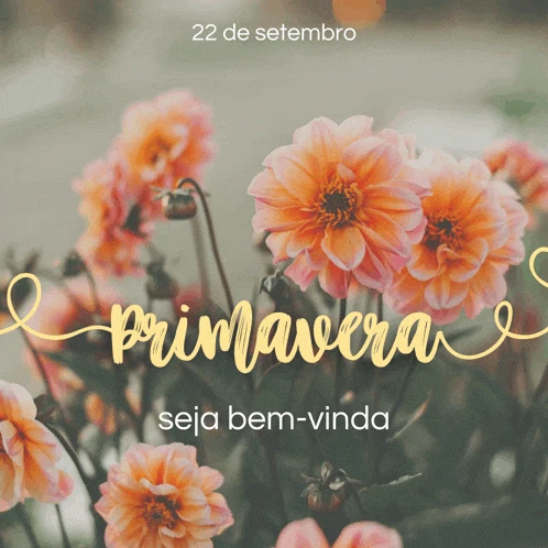 Primavera Meme