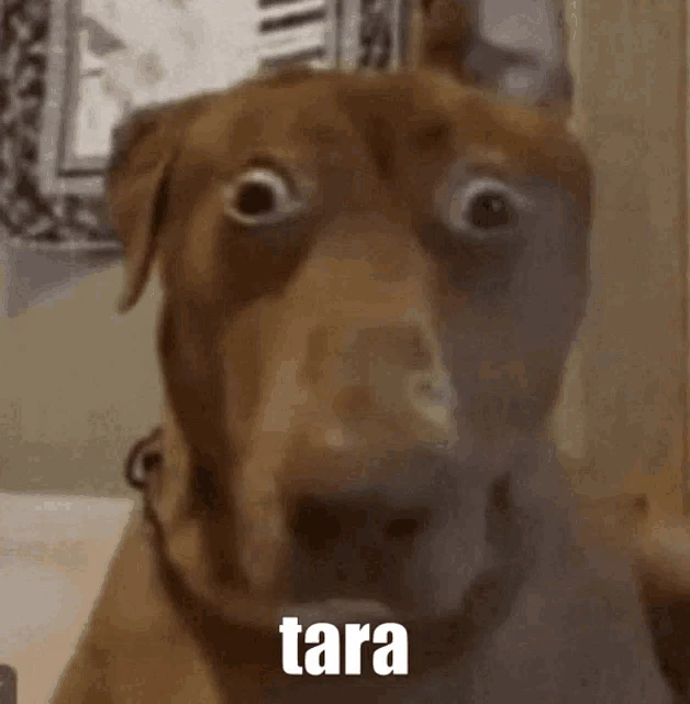 Gomi Tara Gomi Meme