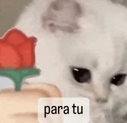 Para Tu Meme
