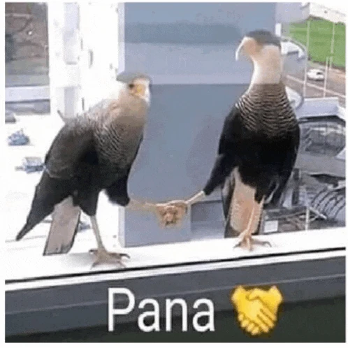 Pana Palomas Meme