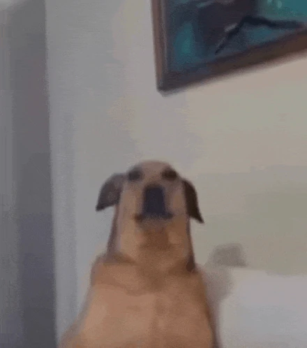 Wagner Dog Meme