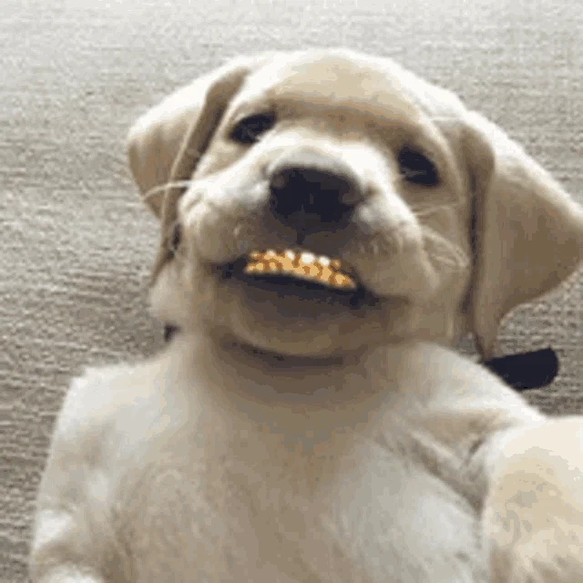 Dog Gold Grillz Dog Grills Meme