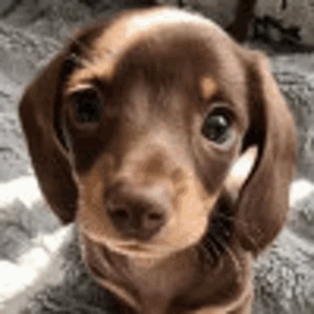 Cute Puppy Meme