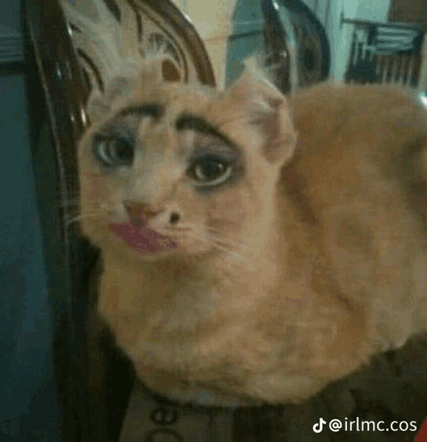 Cat Fancy Meme