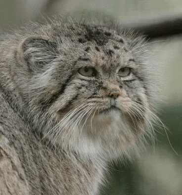 Pallas Cats Meme