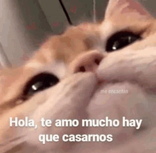 Te Amo Mi Tesoro Meme