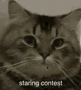 Cat Staring Meme