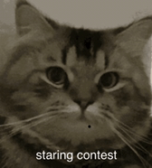 Cat Staring Meme
