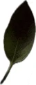 Leaf Green Leaf Meme