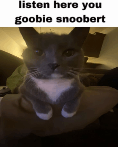 Snoobert Cat Listen Here Meme