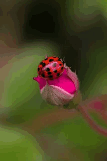 Nature Meme