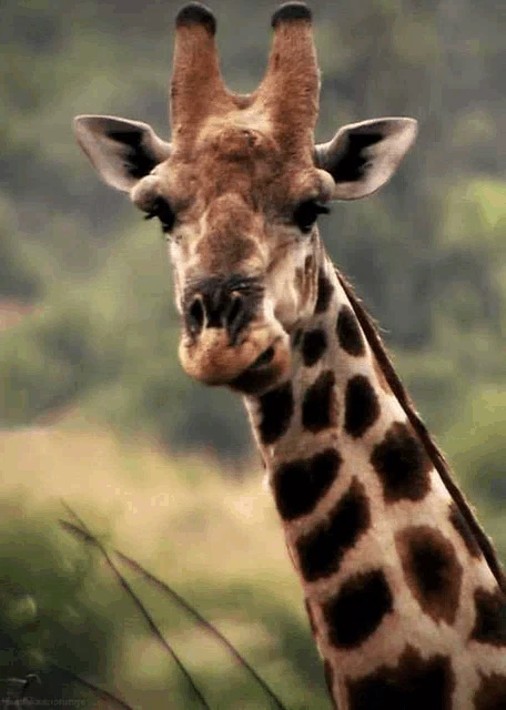 Giraffe Meme
