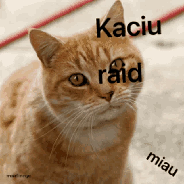 Kaciuraid Kate Meme