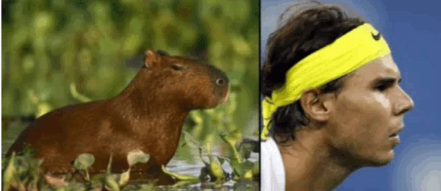 Rafa Capybara Meme
