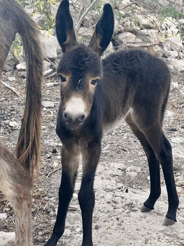 Donkey Meme