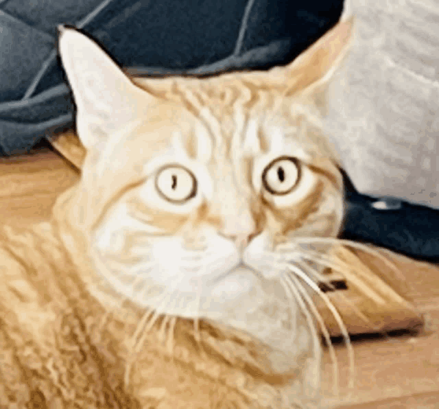 Shocked Shock Cat Meme