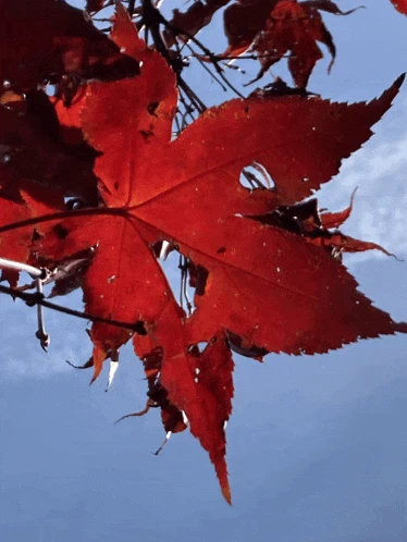 Leaf Meme