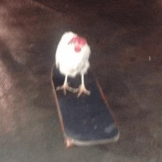 Minha Amiga Andando De Esqueite Meme