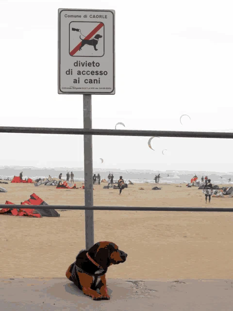 Io Non Posso Entrare Cane Meme