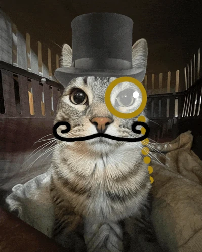 Cat Cat Meme Meme