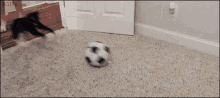 GIF