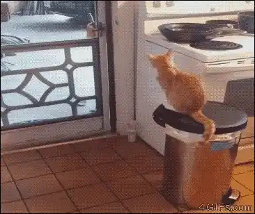 Clever Cat Opens Door from Trash Can