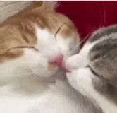 Cute Cat Kiss Extasyxx