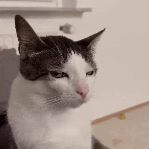 Annoyed Cat's Side-Eye Stare