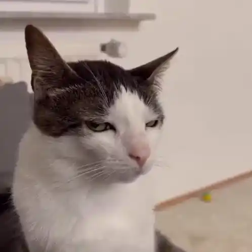 Annoyed Cat's Side-Eye Stare
