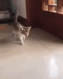 GIF