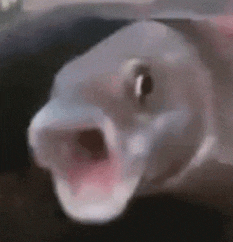 Crazy Fish Meme